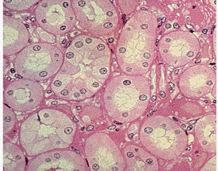 simple cuboidal epithelium apical surface