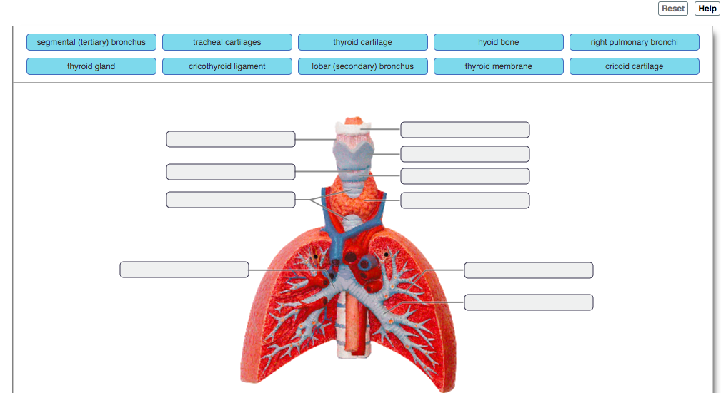 Solved Reset Help segmental (tertiary) bronchus tracheal | Chegg.com