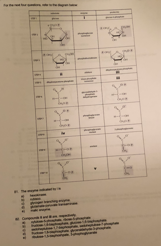 Solved Depending on the enzymes present in particular | Chegg.com