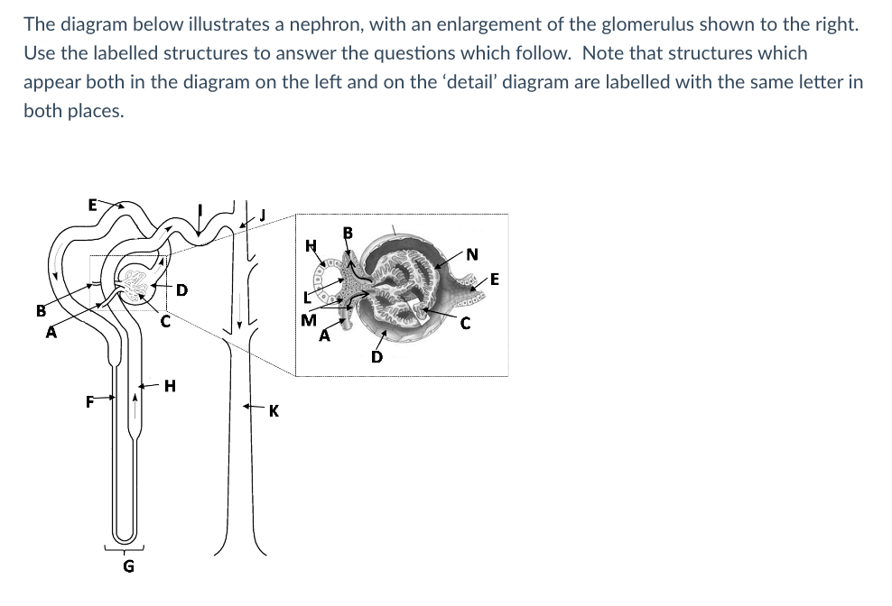 Solved The diagram below illustrates a nephron, with an | Chegg.com