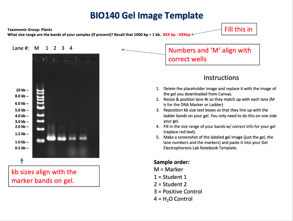 BIO140 Gel Image Template Fill this in Taxonomic | Chegg.com