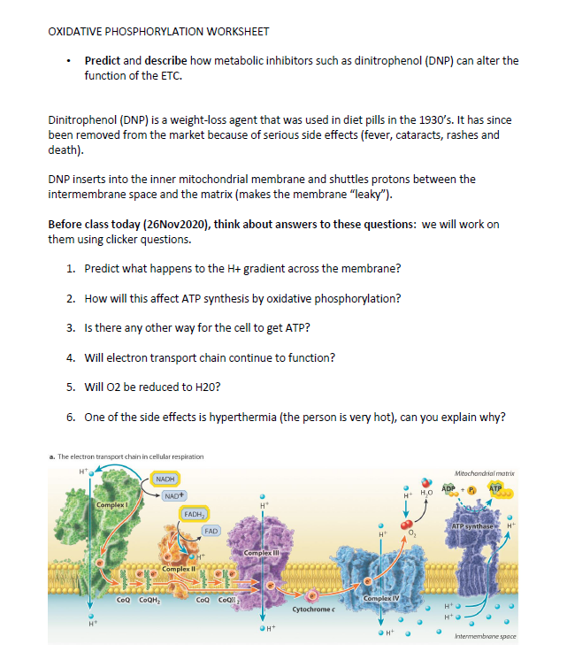 Solved OXIDATIVE PHOSPHORYLATION WORKSHEET Predict and | Chegg.com