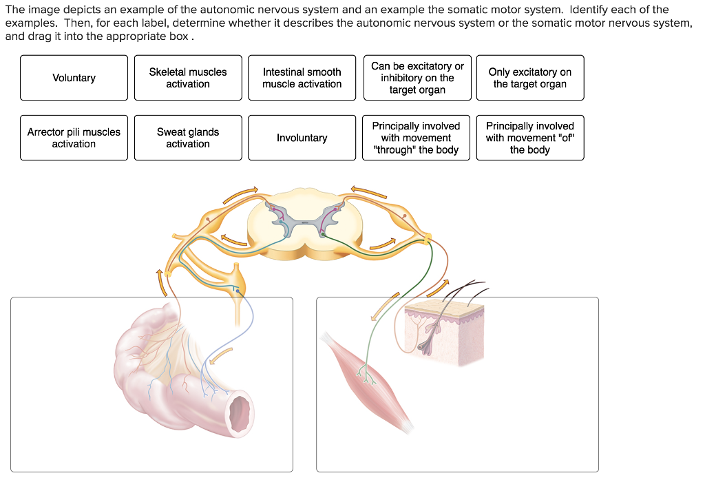 somatic nervous system definition