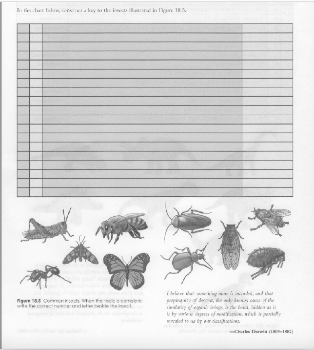 Solved In the chart below, construct a key to the insects | Chegg.com