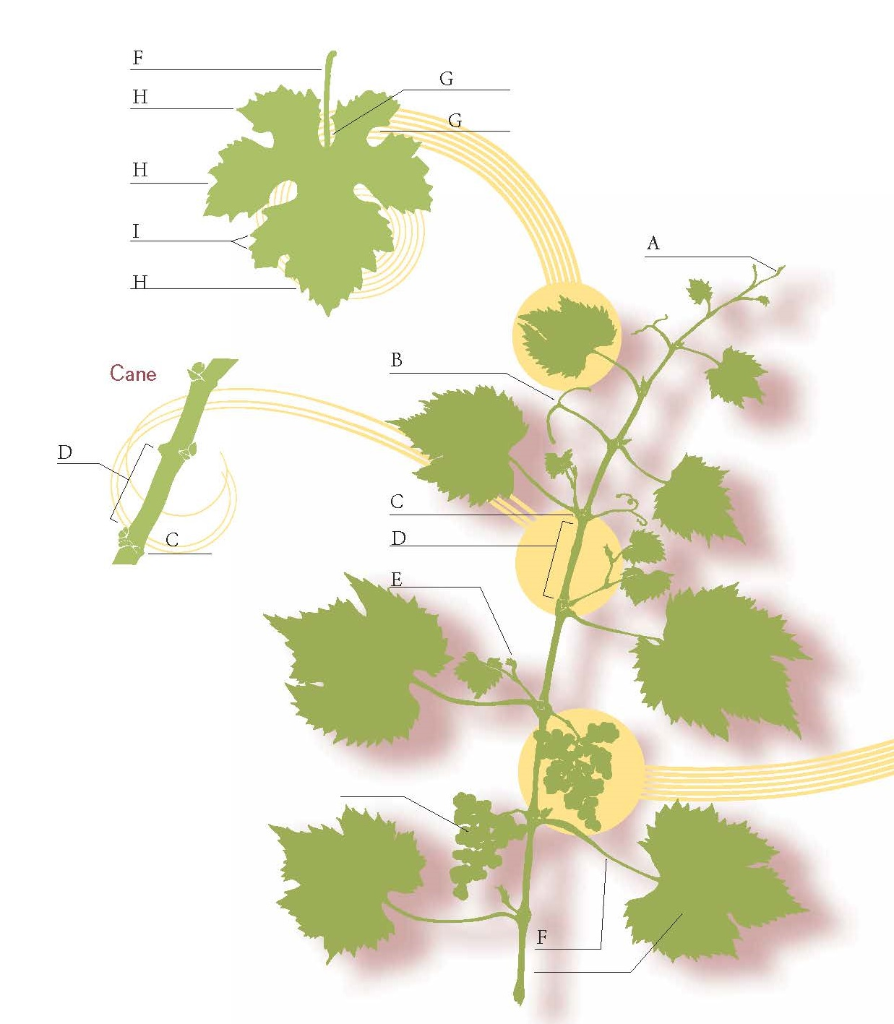 Анатомия винограда