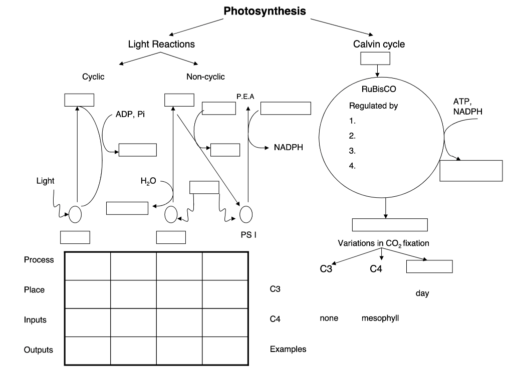 photosynthesis light reaction cyclic