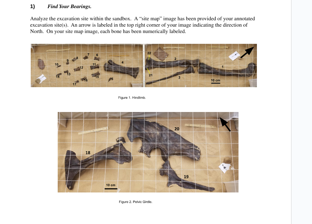 Solved Identify and Catalog the Bones: use the Excel table | Chegg.com