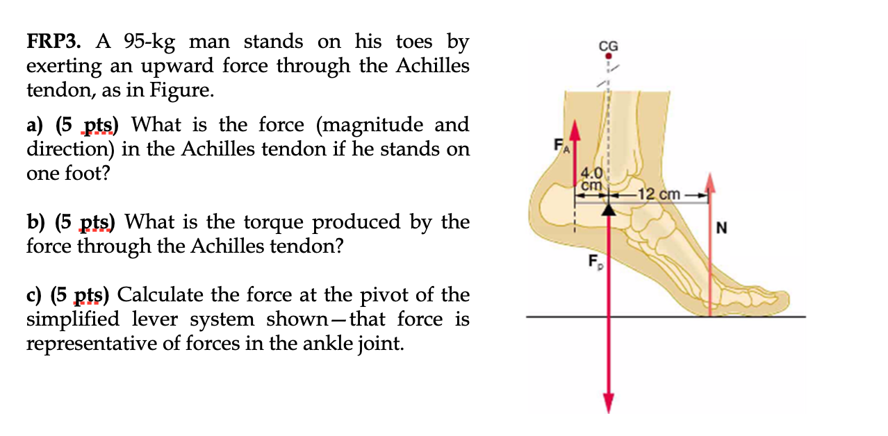 Solved CG FRP3. A 95-kg man stands on his toes by exerting | Chegg.com