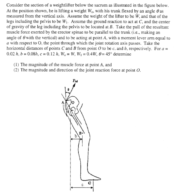 Solved Consider the section of a weightlifter below the | Chegg.com