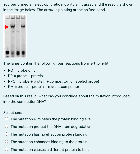 Solved You performed an electrophoretic mobility shift assay | Chegg.com
