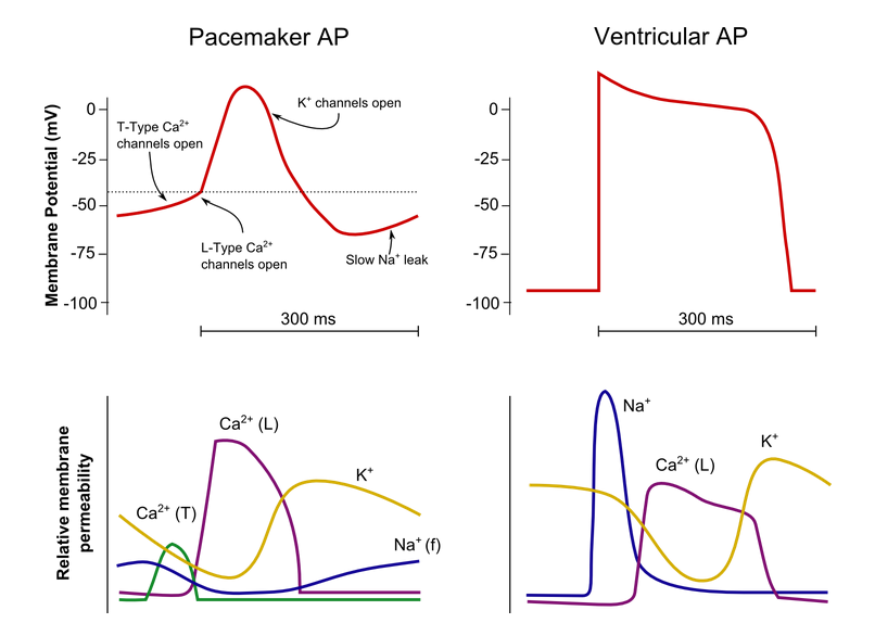 Solved These figures compare the electrical signal & ion | Chegg.com