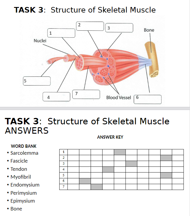 Solved Instructions - TASK 3: Structure of Skeletal Muscle - | Chegg.com