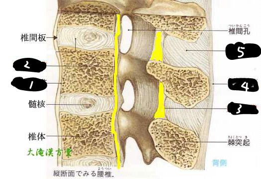 椎骨