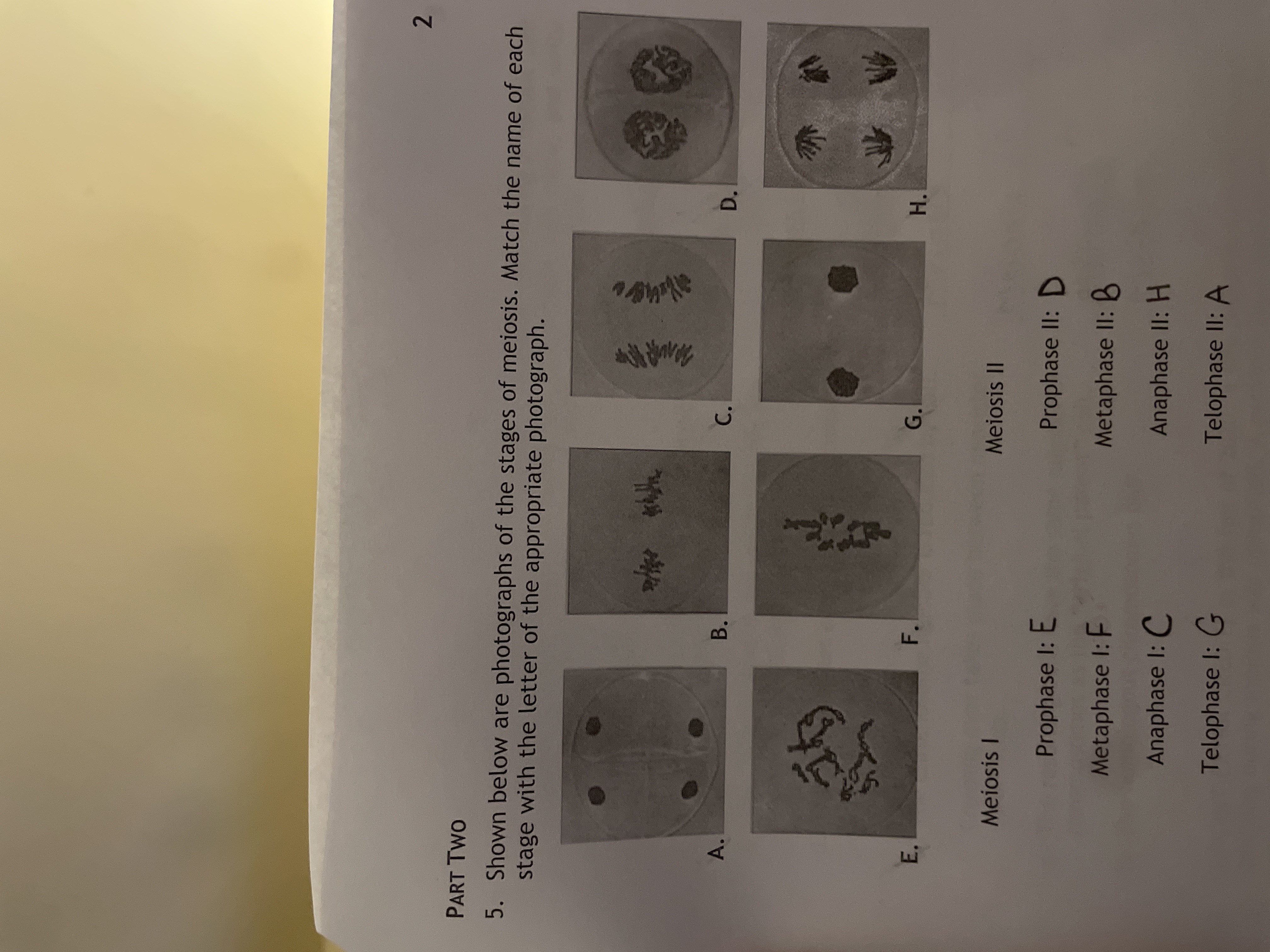 Solved Please match the letter to the phase. For example, if | Chegg.com