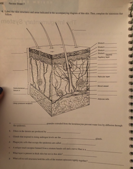 Solved NAME 7 The Integumentary System LAB TIME DATE REVIEW Chegg