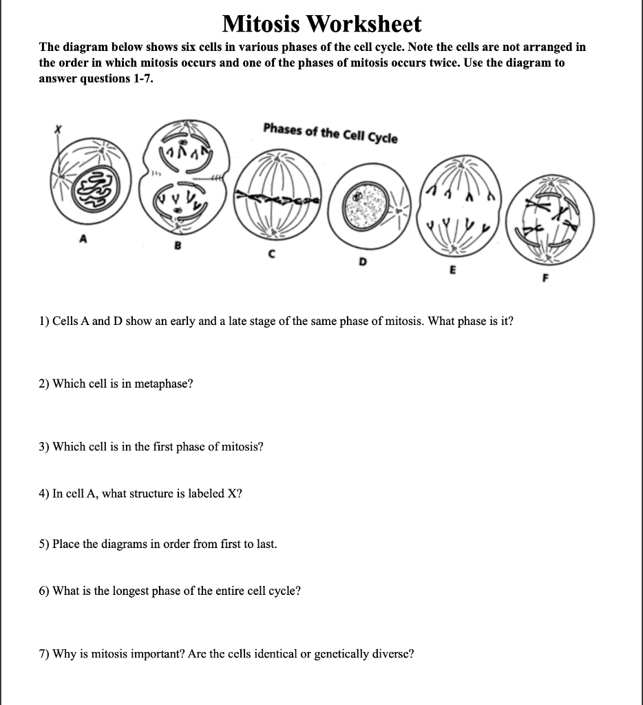 stages of mitosis diagram labeled