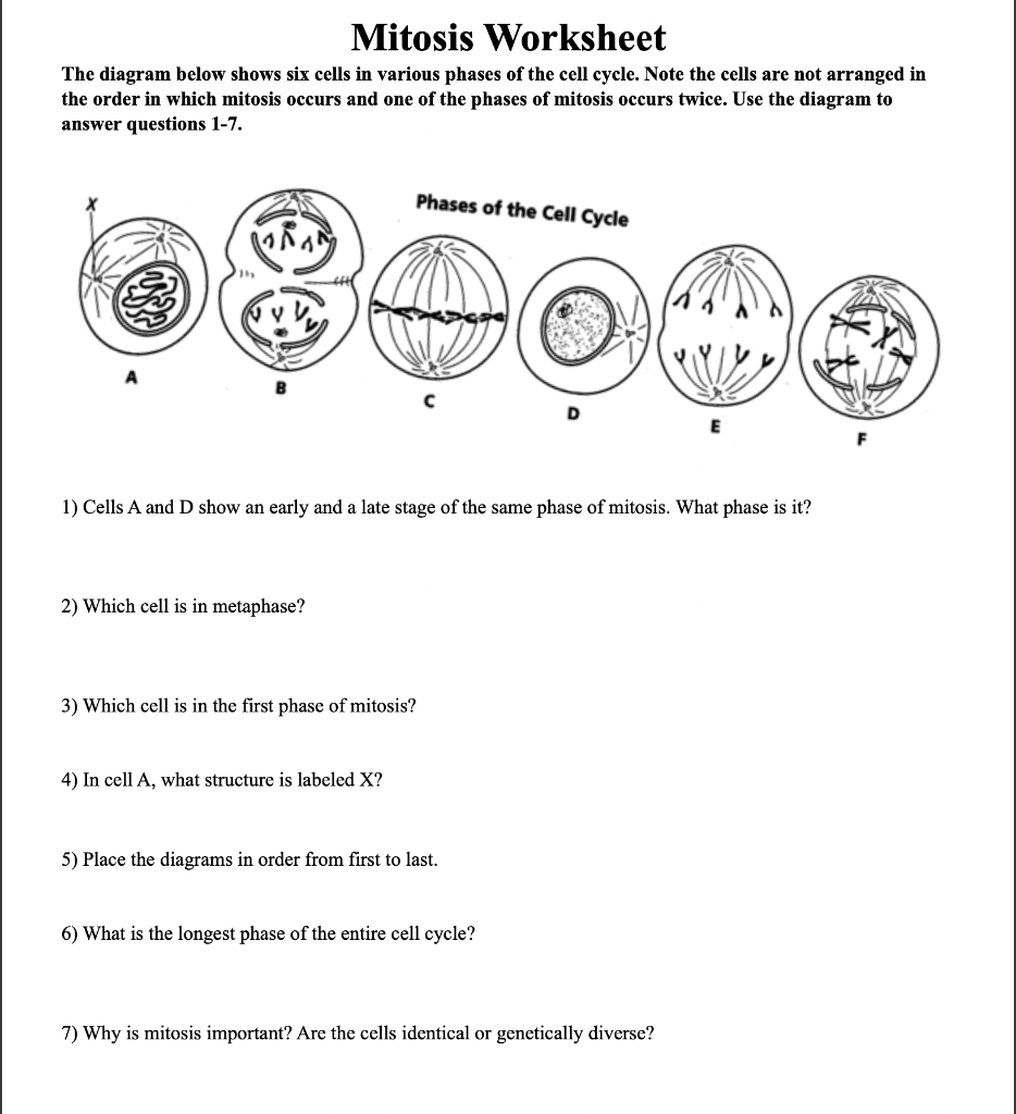 Solved Mitosis Worksheet The diagram below shows six cells | Chegg.com
