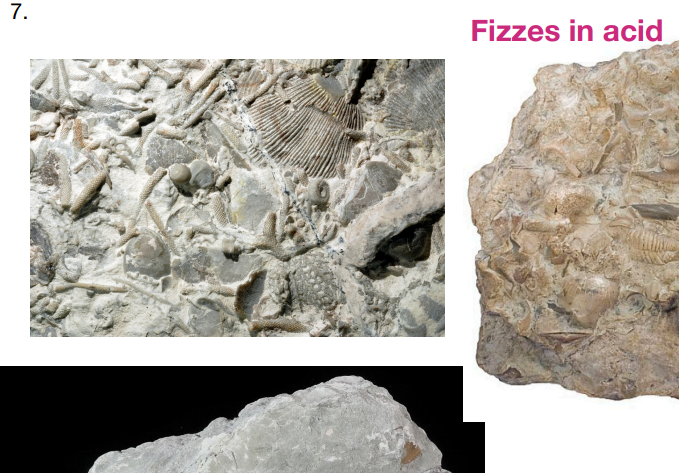 Solved Grain Size (if visible) Minerals or Grain Type Fizz | Chegg.com