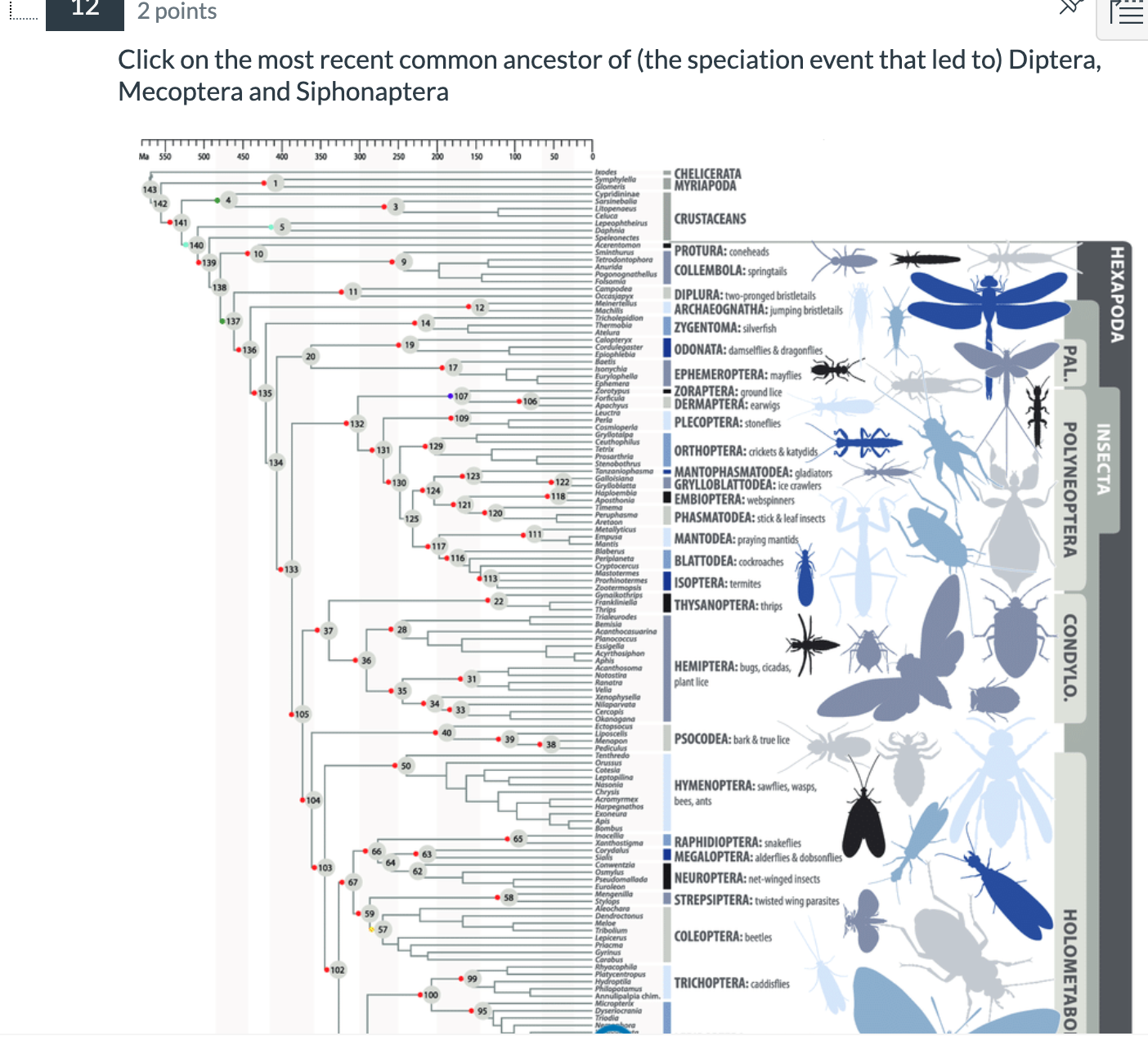 Solved Click on the most recent common ancestor of (the | Chegg.com