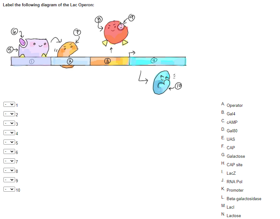 Solved Label The Following Diagram Of The Lac Operon 0 V Chegg Com