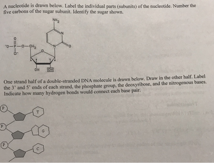 Solved A Nucleotide Is Drawn Below Label The Individual 5006