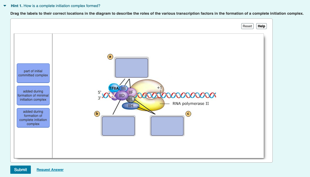 Solved Hint 1. How is a complete initiation complex formed? | Chegg.com