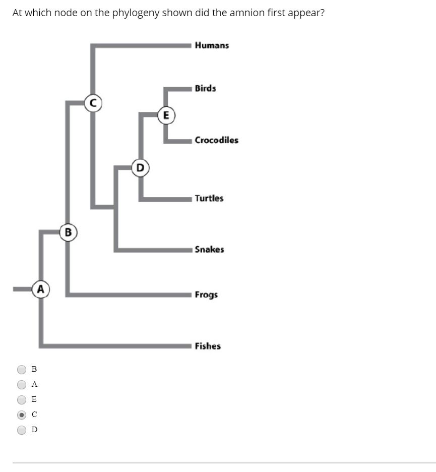 Solved At which node on the phylogeny shown did the amnion | Chegg.com