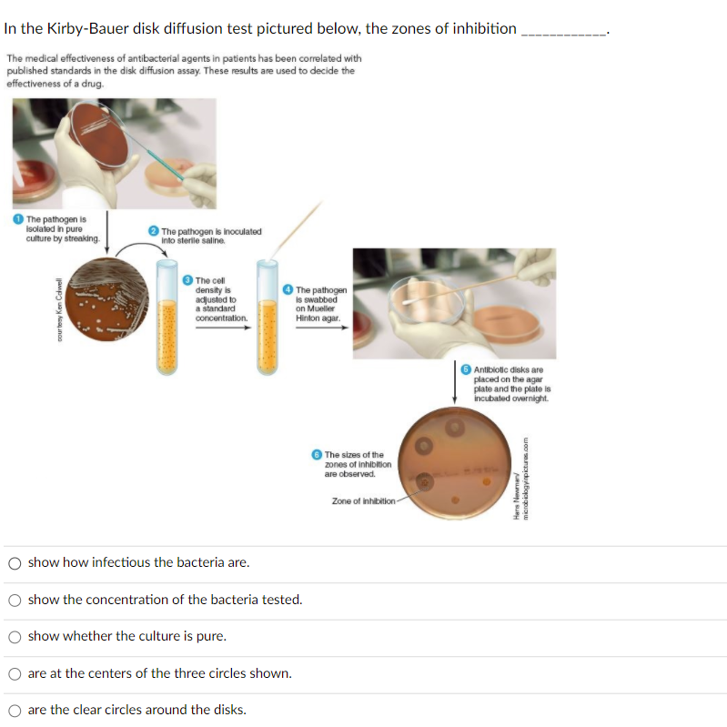 Solved In the Kirby-Bauer disk diffusion test pictured | Chegg.com