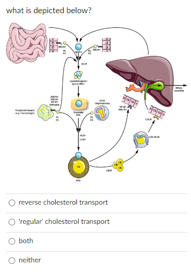 what is depicted below? reverse cholesterol transport | Chegg.com