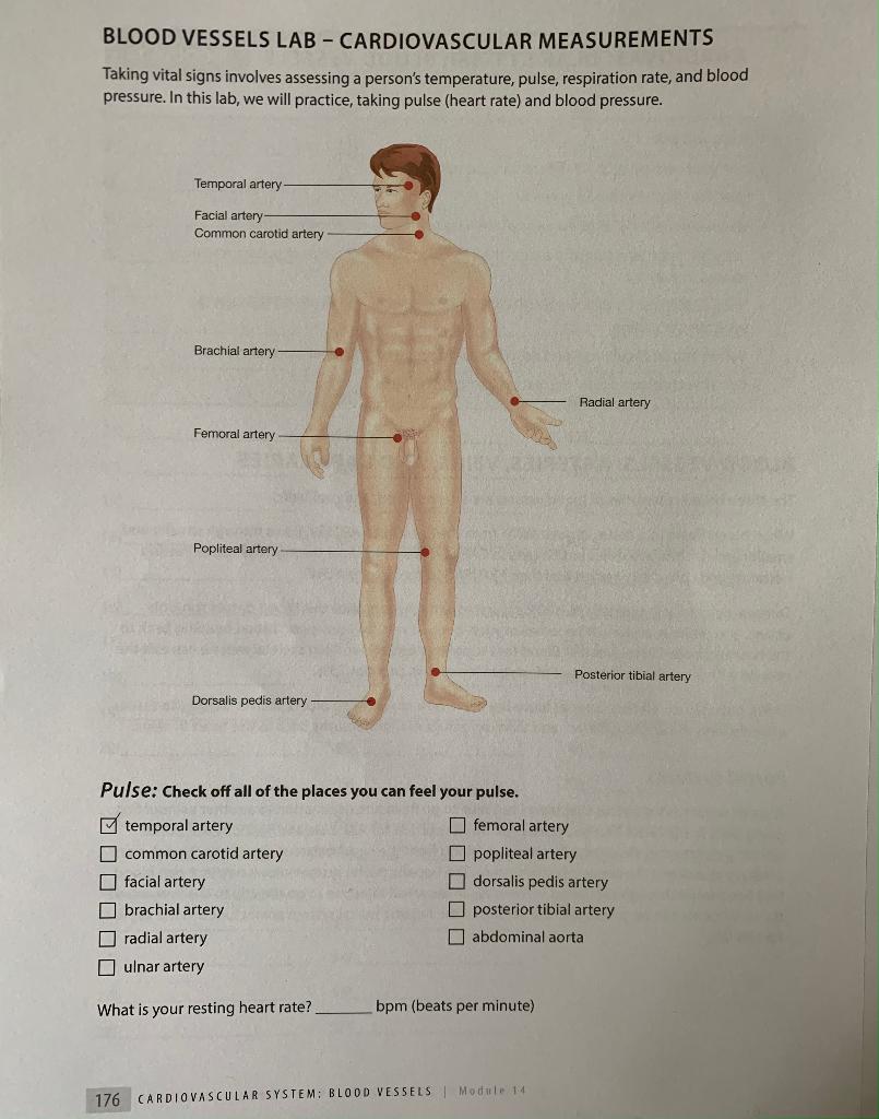 Vital Signs (Body Temperature, Pulse Rate, Respiration Rate, Blood