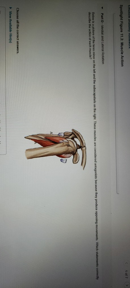 Spotlight Figure 11.3: Muscle Action 1 o17 > Below is | Chegg.com