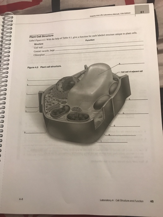 Solved Plant Cell Structure Abel Fiwre 4.3. With The Help Of | Chegg.com