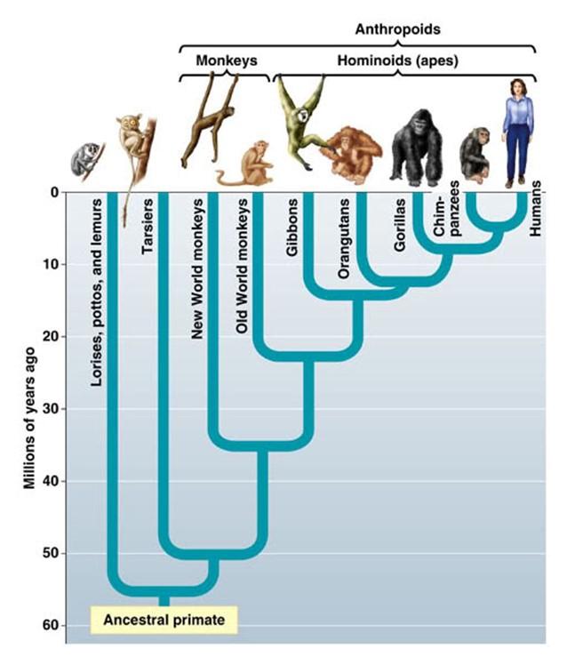 Solved Exercise 3 - Cladogram This is a cladogram for the | Chegg.com