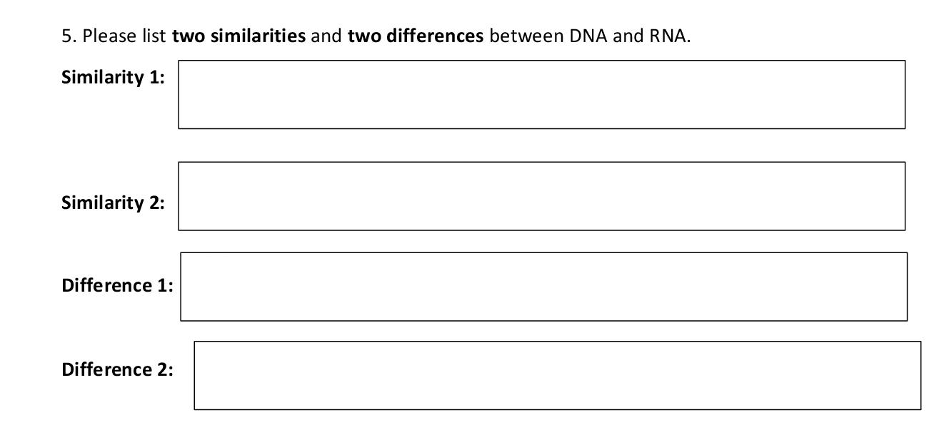 5. Please list two similarities and two differences between DNA and RNA.
Similarity 1:
Similarity 2
Difference 1
Difference 2