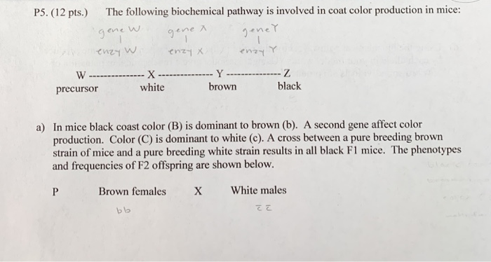 Solved Genetics This is all the informations that I was | Chegg.com