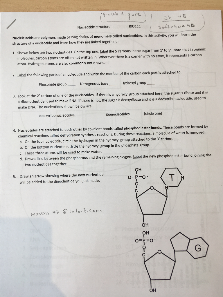 Solved Nucleotide Structure Bi0111 Nucleic Acids Are 