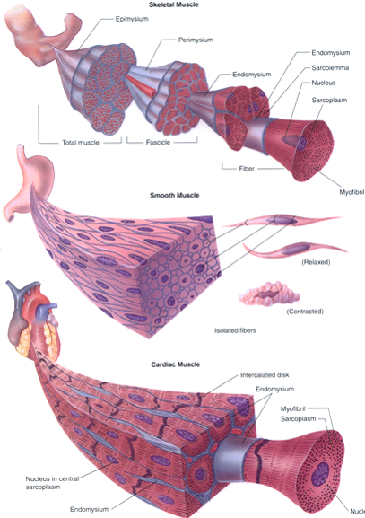 X11 Histology Of Muscle Tissue Flashcards Chegg Com