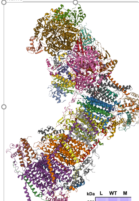Shown to the right is a cartoon image of ETC Complex | Chegg.com