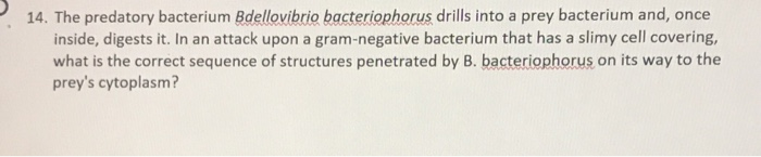 Solved 14. The Predatory Bacterium Bdellovibrio | Chegg.com