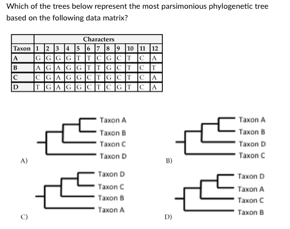 Most parsimonious phylogenetic tree of the K1 + 16362 cluster