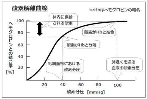 生理学ー呼吸の生理学 Flashcards Chegg Com