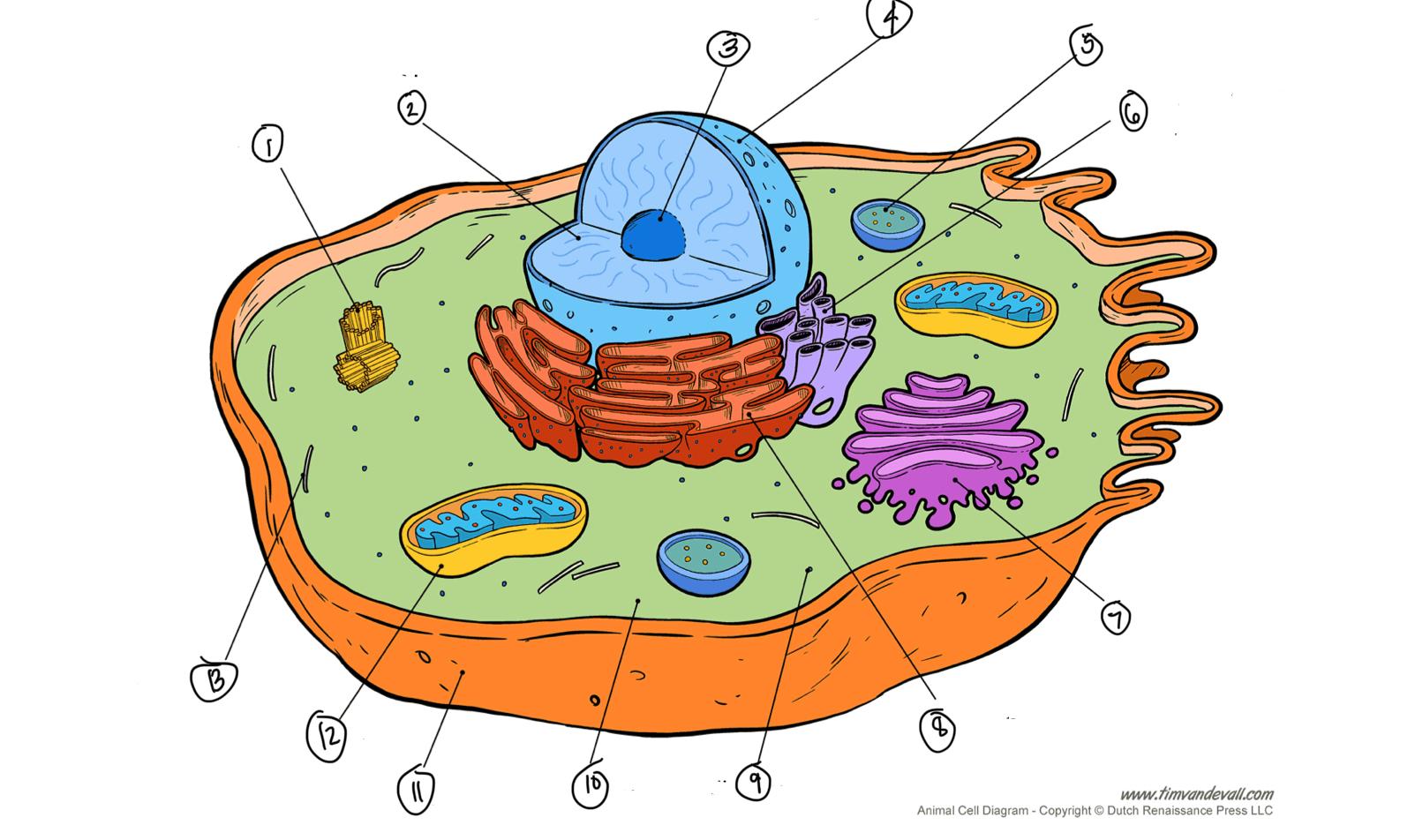 Что меньше клетки. Animal Cell рисунок. Animal Cell structure. Types of eukaryotic Cells Worksheet.