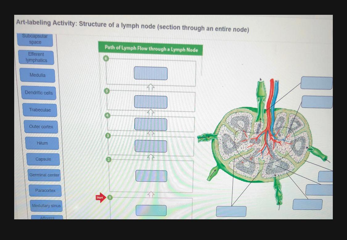 Solved Art Labeling Activity Structure Of A Lymph Node Chegg Com