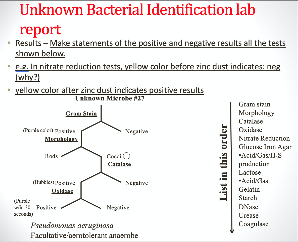 Solved . Unknown Bacterial Identification lab report Results