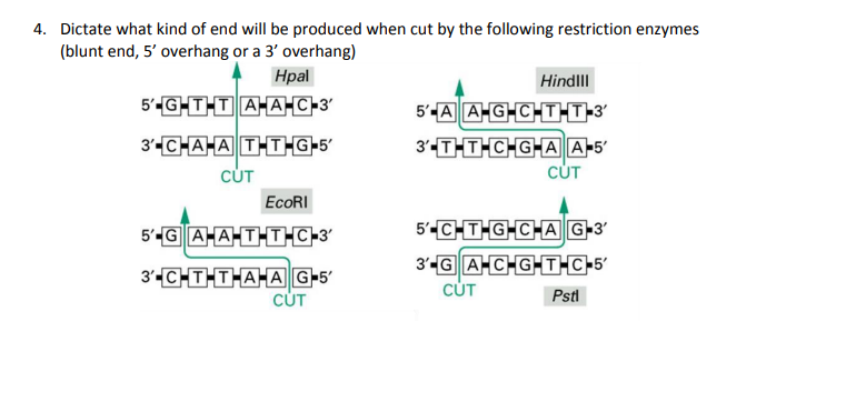 Solved 4. Dictate what kind of end will be produced when cut | Chegg.com