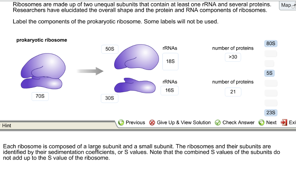 solved-ribosomes-are-made-up-of-two-unequal-subunits-that-chegg