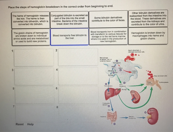 Solved Place the steps of hemoglobin breakdown in the