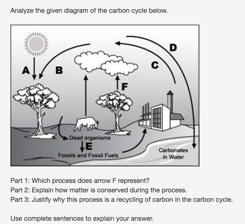 Climate Crisis - Carbon Cycle (teacher made) - Twinkl