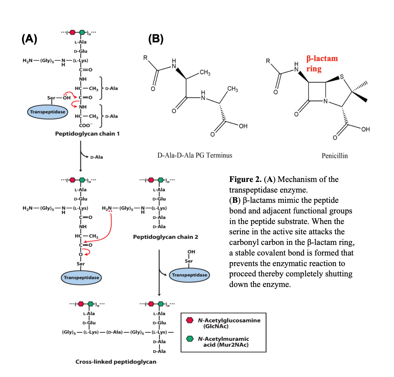 Solved Peptidoglycan chain 1 (B) Penicillin Cross-linked | Chegg.com