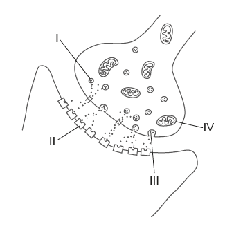 Solved The diagram shows a neural synapse in the central | Chegg.com